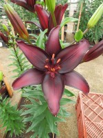 [5652 VZ H07 8654-01 No02.JPG]